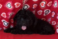 Leola, a female Poodle - Toy  for sale in Wrightsville, GA – 7 of 9