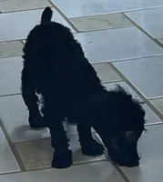 Wylie, a female Poodle - Toy  for sale in Wrightsville, GA – 3 of 10