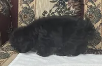 Zophia, a female Shih Tzu and Poodle - Toy  for sale in Wrightsville, GA – 3 of 8