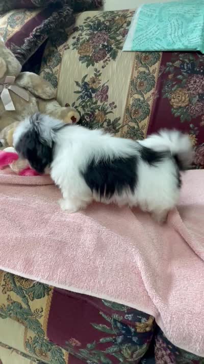 Nadia, a female Shih Tzu for sale in Wrightsville, GA – 10 of 10