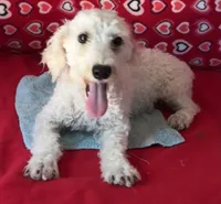 Milton, a male Poodle - Toy  for sale in Wrightsville, GA – 6 of 10