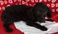 Idra, a female Poodle - Toy  for sale in Wrightsville, GA – 3 of 10