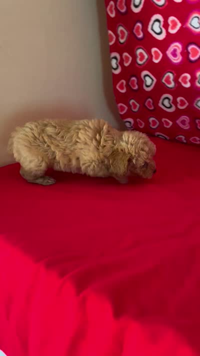 Warna, a female Poodle - Toy  for sale in Wrightsville, GA – 8 of 10