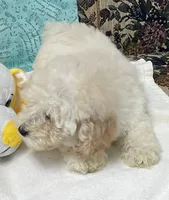 Milton, a male Poodle - Toy  for sale in Wrightsville, GA – 7 of 10