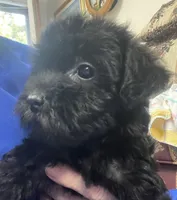 Corette, a female Yorkshire Terrier and Poodle - Toy  for sale in Wrightsville, GA – 10 of 10