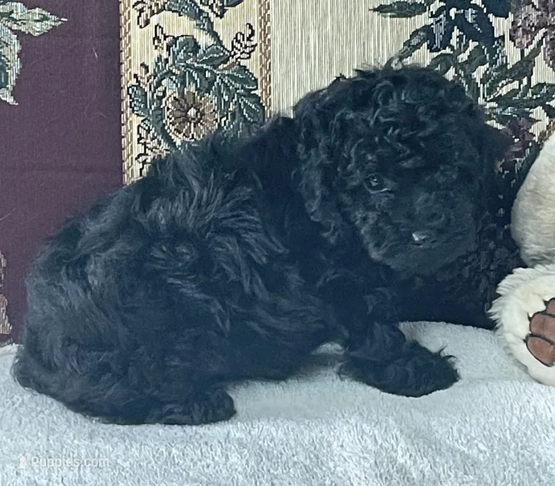 Mingo – Poodle - Toy  puppy for sale in Wrightsville, GA