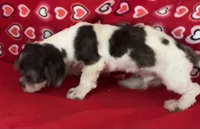 Nahum, a male Shih Tzu for sale in Wrightsville, GA – 3 of 10