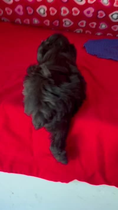 Wylie, a female Poodle - Toy  for sale in Wrightsville, GA – 9 of 10