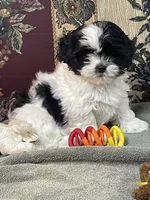 Orlena, a female Shihpoo and Shih Tzu for sale in Wrightsville, GA – 5 of 10