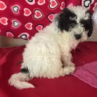 Carter, a male Bichon Frise and Shihpoo for sale in Wrightsville, GA – 5 of 8