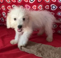 Tamaka, a female Bichon Frise for sale in Wrightsville, GA – 8 of 10