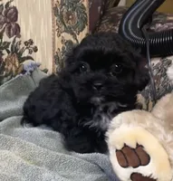 Zelfa, a female Shih Tzu and Poodle - Toy  for sale in Wrightsville, GA – 1 of 10