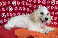 Milton, a male Poodle - Toy  for sale in Wrightsville, GA – 7 of 10