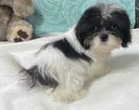 Nahum, a male Shih Tzu for sale in Wrightsville, GA – 4 of 7