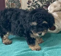 Melora, a female Poodle - Toy  for sale in Wrightsville, GA – 4 of 9