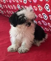 Earl, a male Shih Tzu for sale in Wrightsville, GA – 5 of 10