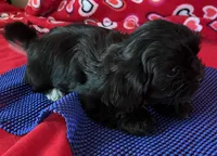 Jay, a male Shih Tzu for sale in Wrightsville, GA – 3 of 8