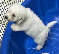 Merilyn, a female Bichon Frise for sale in Wrightsville, GA – 2 of 10