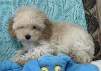 Mimi, a male Poodle - Toy  for sale in Wrightsville, GA – 6 of 10