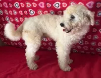 Padget, a male Bichon Frise for sale in Wrightsville, GA – 3 of 10