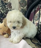 Mimi, a male Poodle - Toy  for sale in Wrightsville, GA – 5 of 10