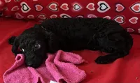 Idra, a female Poodle - Toy  for sale in Wrightsville, GA – 9 of 10