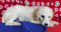 Mimi, a male Poodle - Toy  for sale in Wrightsville, GA – 9 of 10