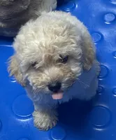 Sofie, a male Poodle - Toy  and Bichpoo for sale in Wrightsville, GA – 10 of 10