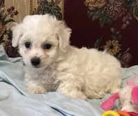 Merilyn, a  Bichon Frise for sale in Wrightsville, GA – 4 of 10