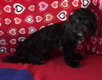 Zuma, a female Shih Tzu and Poodle - Toy  for sale in Wrightsville, GA – 5 of 10