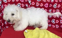 Milan, a male Bichon Frise for sale in Wrightsville, GA – 2 of 9