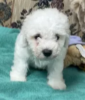 Delwin, a male Bichon Frise for sale in Wrightsville, GA – 2 of 10