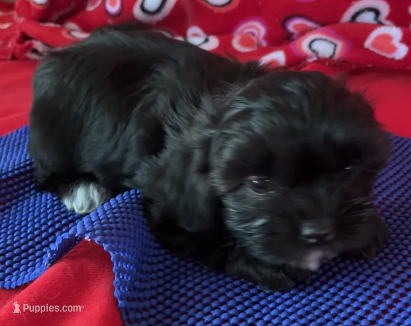 Jay – Shih Tzu puppy for sale in Wrightsville, GA