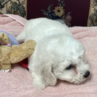 Dalila, a female Bichon Frise for sale in Wrightsville, GA – 9 of 10