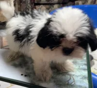 Elisha, a male Shih Tzu for sale in Wrightsville, GA – 3 of 10