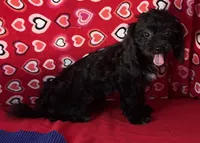 Zuma, a female Shih Tzu and Poodle - Toy  for sale in Wrightsville, GA – 10 of 10