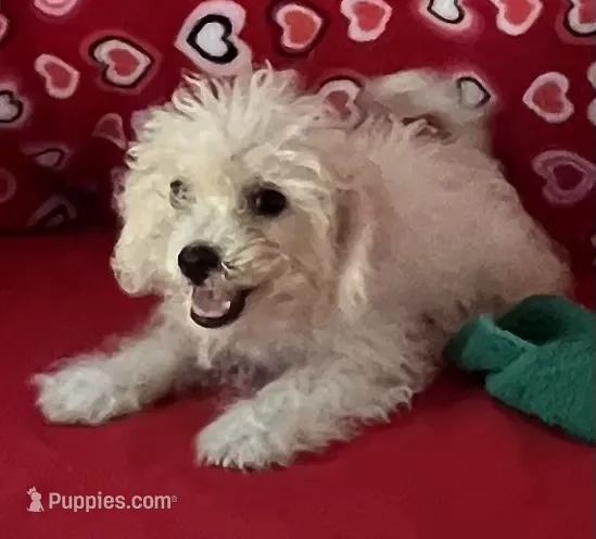 Tuan – Bichon Frise puppy for sale in Wrightsville, GA