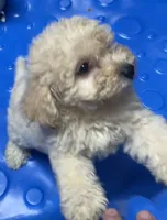 Sofie, a male Poodle - Toy  and Bichpoo for sale in Wrightsville, GA – 8 of 10