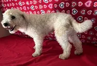 Padget, a male Bichon Frise for sale in Wrightsville, GA – 8 of 10
