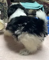 Eunice, a female Shih Tzu for sale in Wrightsville, GA – 3 of 7