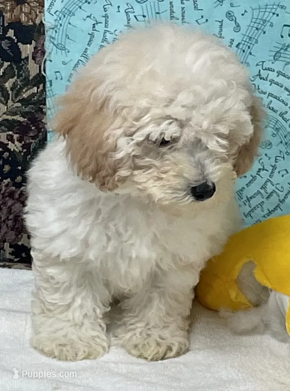 Milton – Poodle - Toy  puppy for sale in Wrightsville, GA