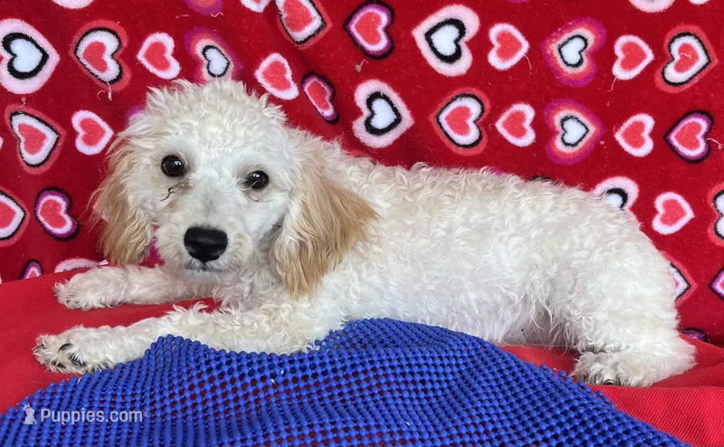 Mimi – Poodle - Toy  puppy for sale in Wrightsville, GA