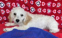 Mimi, a male Poodle - Toy  for sale in Wrightsville, GA – 1 of 10