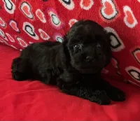 Wilona, a female Poodle - Toy  for sale in Wrightsville, GA – 3 of 7
