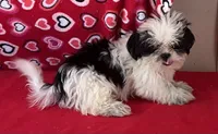 Earl, a male Shih Tzu for sale in Wrightsville, GA – 10 of 10