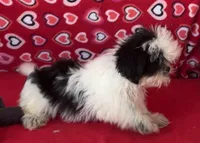 Earl, a male Shih Tzu for sale in Wrightsville, GA – 7 of 10