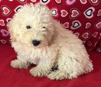 Snow, a male Poodle - Toy  and Bichpoo for sale in Wrightsville, GA – 9 of 10