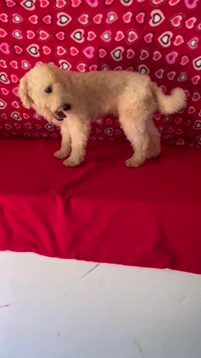 Padget, a male Bichon Frise for sale in Wrightsville, GA – 10 of 10