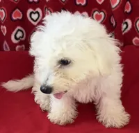 Dawson, a male Bichon Frise for sale in Wrightsville, GA – 10 of 10