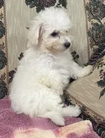 Delaney, a female Bichon Frise for sale in Wrightsville, GA – 9 of 10